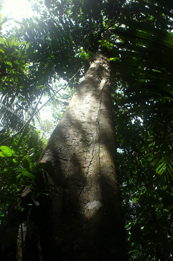 403-89 Adopted tree Killari Xocolat