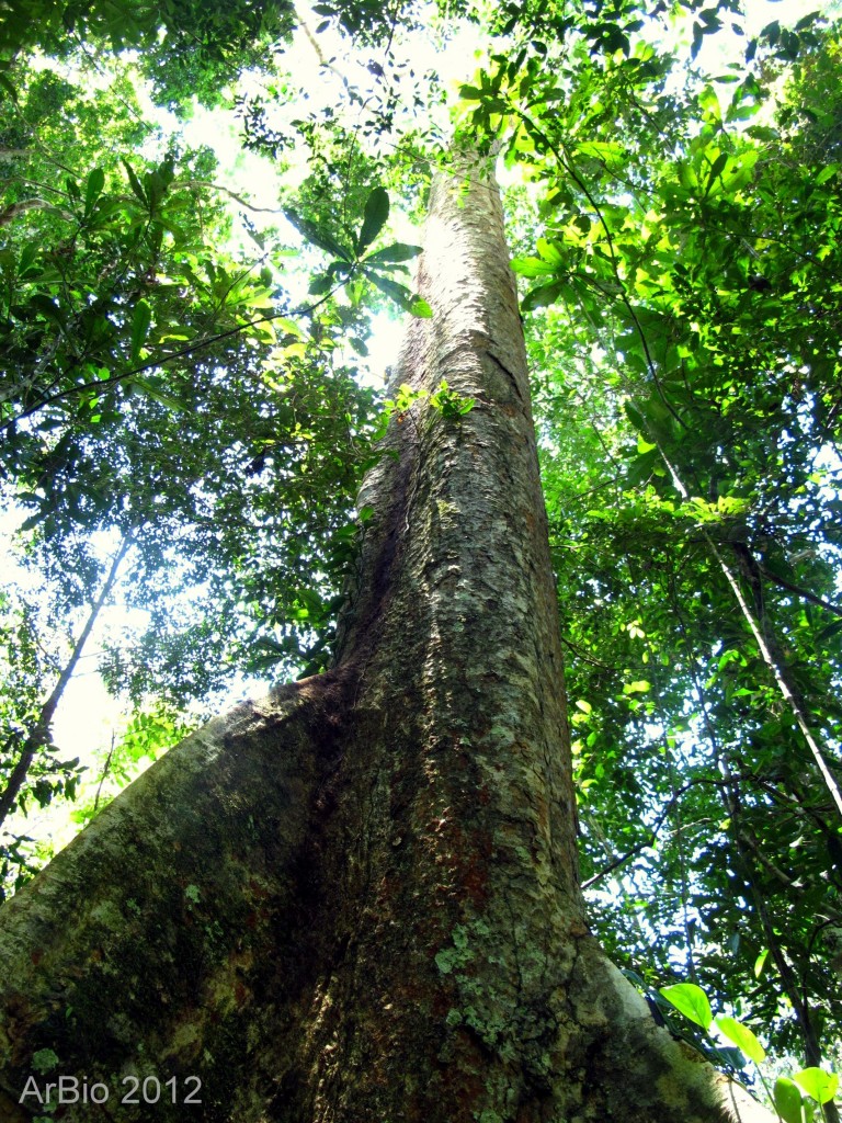 shihuahuaco3-Adopted-Tree-Killari-Xocolat-768x1024